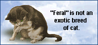 'Feral' is Not An Exotic Breed of Cat