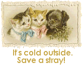 Save a Stray!